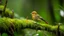 Placeholder: A rufous-faced warbler perched on a mossy branch in a lush, green cloud forest during a misty morning in the Andes Mountains.