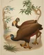 Placeholder: John James Audubon-like illustration of a fully uncropped Dodo bird and a Platypus in a chinoiserie landscape of warm yellows, warm reds, and warm blues