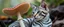Placeholder: zebra cat mushroom