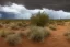 Placeholder: a stormy monsoon rainstorm in the arizona desert, the landscape is mostly green with lots of mesquite trees and bushes, puddles, volumetric lighting, volumetric clouds, beautiful cloudy deep blue sky, 8k, uhd, by georgia o'keeffe and thomas kinkade and quentin mabille and geoffroy thoorens, trending on artstation