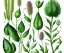 Placeholder: vector plants set illustration. watercolor white backdrop