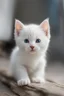 Placeholder: a white cute kitten