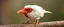 Placeholder: bird albino hot dog
