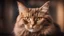 Placeholder: brown cat portrait, low light, blurred background. Shallow depth