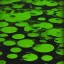 Placeholder: duckweed in a plant lab by dali