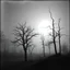 Placeholder: Close-up Ilford photograph of a creepy surreal landscape, eerie, no style, very surreal, trees, spooky, metaphysical objects, giant sun, intricate, thoughtful, appalling, deep 3d field, 8k, hypermaximalist, fog