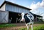 Placeholder: scenery of a Dairy barn, with one Holstein Cow in front