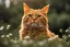 Placeholder: World class hyper realistic 35mm film photograph of an orange cat with a face that greatly resembles the face of Donald J Trump.