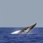 Placeholder: Photo of a whale in outer space