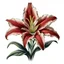 Placeholder: Western Red Lily reference illustration on white background, vignette