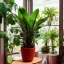 Placeholder:  mahogany table lush house plants in pot looking out of a window to a crowded city with many textbooks on the table japan