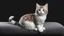 Placeholder: realistic kitty sitting on the couch, black background.