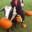 Placeholder: goat with a pumpkin head