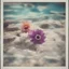 Placeholder: anemones in a swimming pool, old damaged white framed polaroid, sunny day, vivid colors, bokeh effect