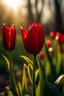 Placeholder: A big red tulip with a few branches of a small red tulip close to me and the sunlight