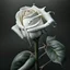 Placeholder: A white rose bleeding from its stem