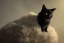 Placeholder: cat in a black coat. full size photo.