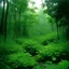 Placeholder: Nebraska 1997 Rain Forest Photo