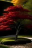 Placeholder: Japanese maple tree