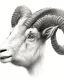 Placeholder: head of a goat drawn in pencil