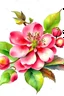 Placeholder: Crab Apple flower. watercolor drawing