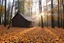 Placeholder: A wooden house in a forest in autumn, yellow orange leaves on ground, moist in air, early morning, sun streaks
