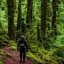 Placeholder: Luke Skywalker, trekking through the Olympic National Forest by Airi Pan