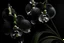 Placeholder: create small grey orchid and black backround