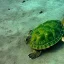 Placeholder: turtle and aurora