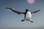 Placeholder: penguin flying in the sky with his two wings