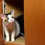 Placeholder: cat finds mouse under cupboard