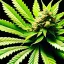 Placeholder: Marijuana, splash color, center, detail, 8k,