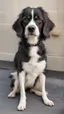 Placeholder: dog with dawns syndrome