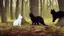 Placeholder: A black cat staring a white rabbit in the forest.