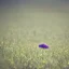 Placeholder: single long stem wild flower in a field, soft focus, award winning landscape photography, nature photography, r/mostbeautiful