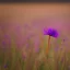 Placeholder: single long stem wild flower in a field, soft focus, award winning landscape photography, nature photography, r/mostbeautiful