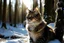 Placeholder: Cat in Wellensteyn coat, winter forest, pine trees, snowing, in sunshine