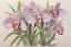 Placeholder: colored pencil drawing of Dendrobium Orchids