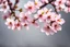 Placeholder: fantastic light pin gray background with four bunches of cherry blossoms on blurred background