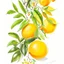 Placeholder: Drawing of citrus fruits, branches with leafs oranges realistic, colors, vibrant, white background, structured paper