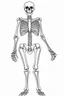 Placeholder: skeleton. Outline, sketch style, only use outline, mandala style, clean line art, white background, no shadows, no clear wall, coloring page.