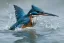 Placeholder: A beautiful kingfisher diving into the water. Highly detailed, smooth colours, realistic landscape