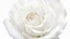 Placeholder: in the middle of a white rose a very faint, transparent face of a baby can be seen, nightmare, surreal, dark fantasy