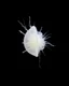 Placeholder: Realistic photo in natural style of a completely white gypsum plankton seen from the side on a black background