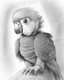 Placeholder: Drawing of a baby parrot