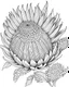 Placeholder: real massive Protea flower coloring page