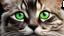 Placeholder: a big [cat: dog: 15] green eyes