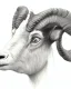 Placeholder: head of a goat drawn in pencil