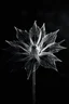 Placeholder: Realistic x-ray flower, slant angle, tilt art bokeh, dark shadowy scene. flower of death , sharp jagged petals surround the center. metaphorical, fantasy artwith intricate details, texturized effect, black and white, inspired by Hugh Turvey, Bert Myers and flower photography, enhanced with dramatic lighting