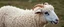 Placeholder: a sheep after hair cut